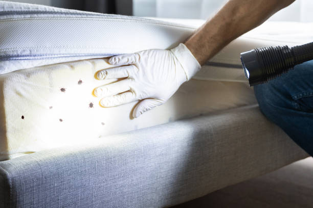 Best Emergency Pest Control  in Mount Ayr, IA
